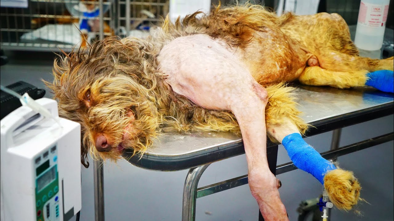 Perrito paralizado es rescatado por heroes !