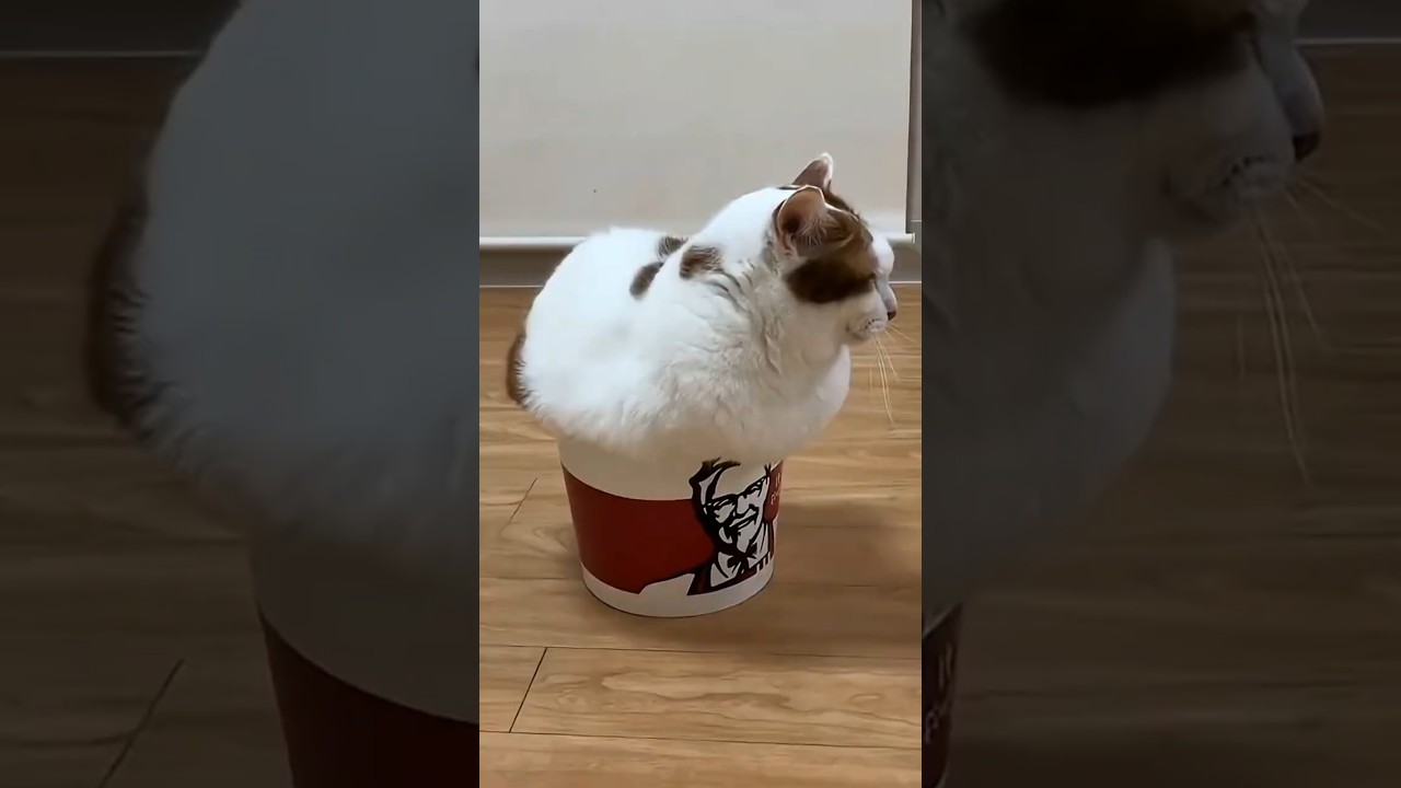 He Found The Perfect Cat Bed 😂