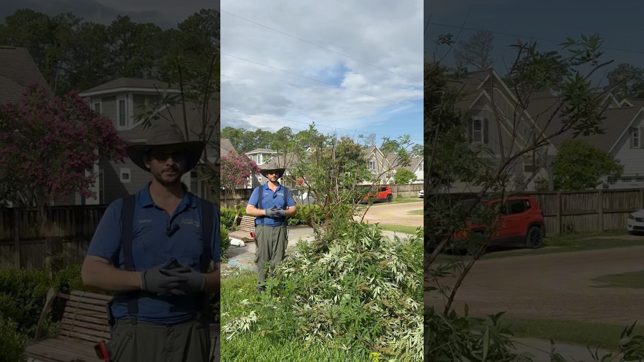 The proper way to prune your vitex shrub! #summergardening #shrubs #gardeningforbeginners #pruning