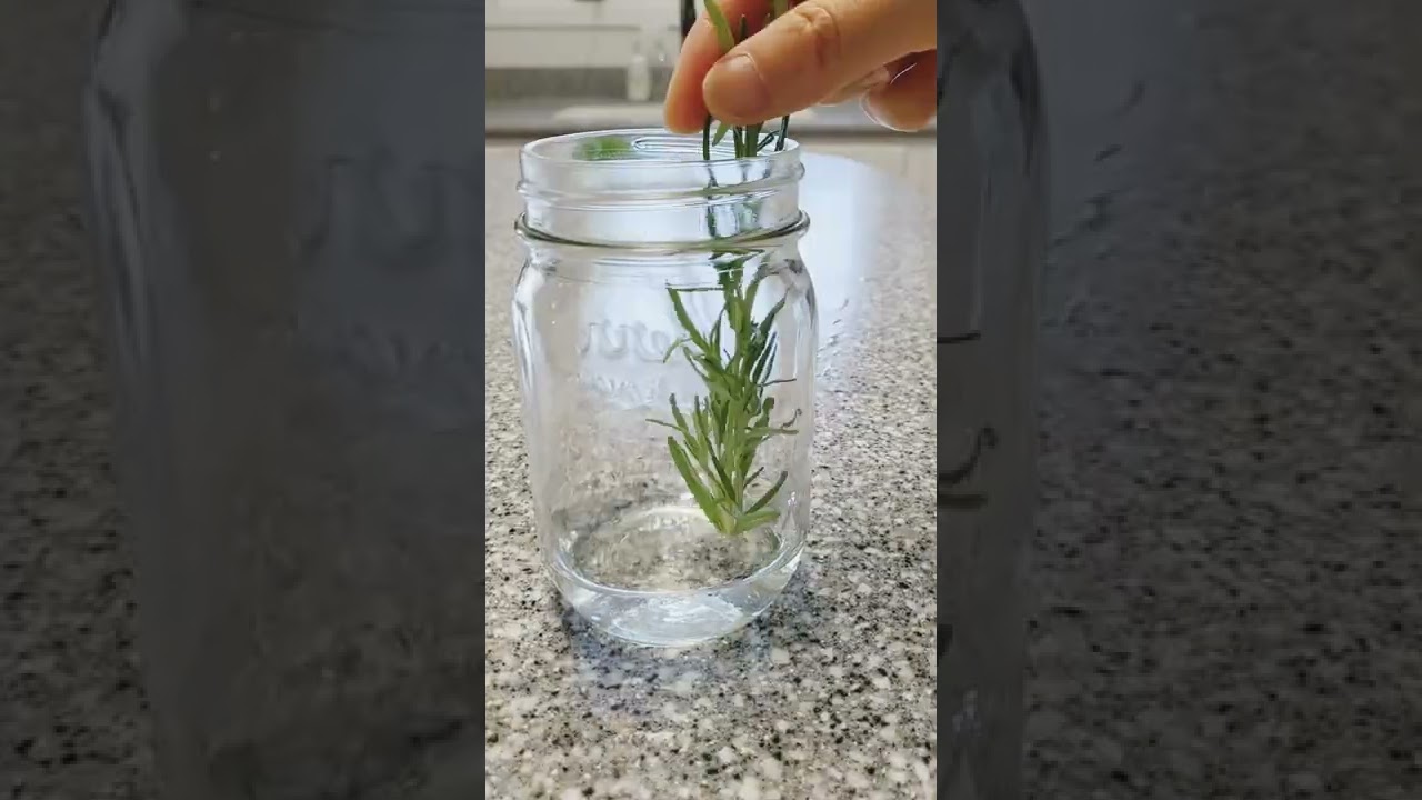 🍃How To Store Herbs In Fridge🌱Rosemary