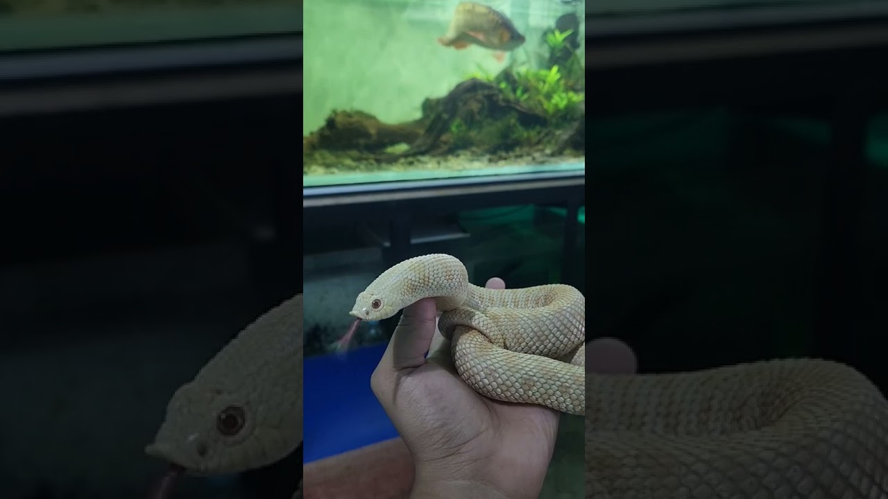Blelelele