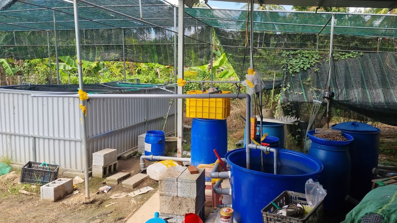 nuôi cá tuần hoàn nước, bạn thử chưa, chia sẻ kinh nghiệm nè
