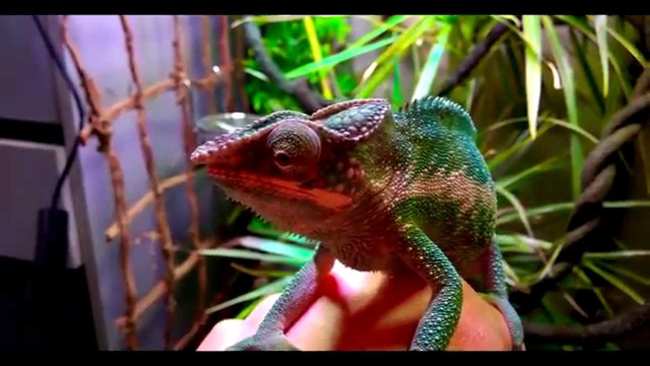 Furcifer pardalis Nosy be True blue