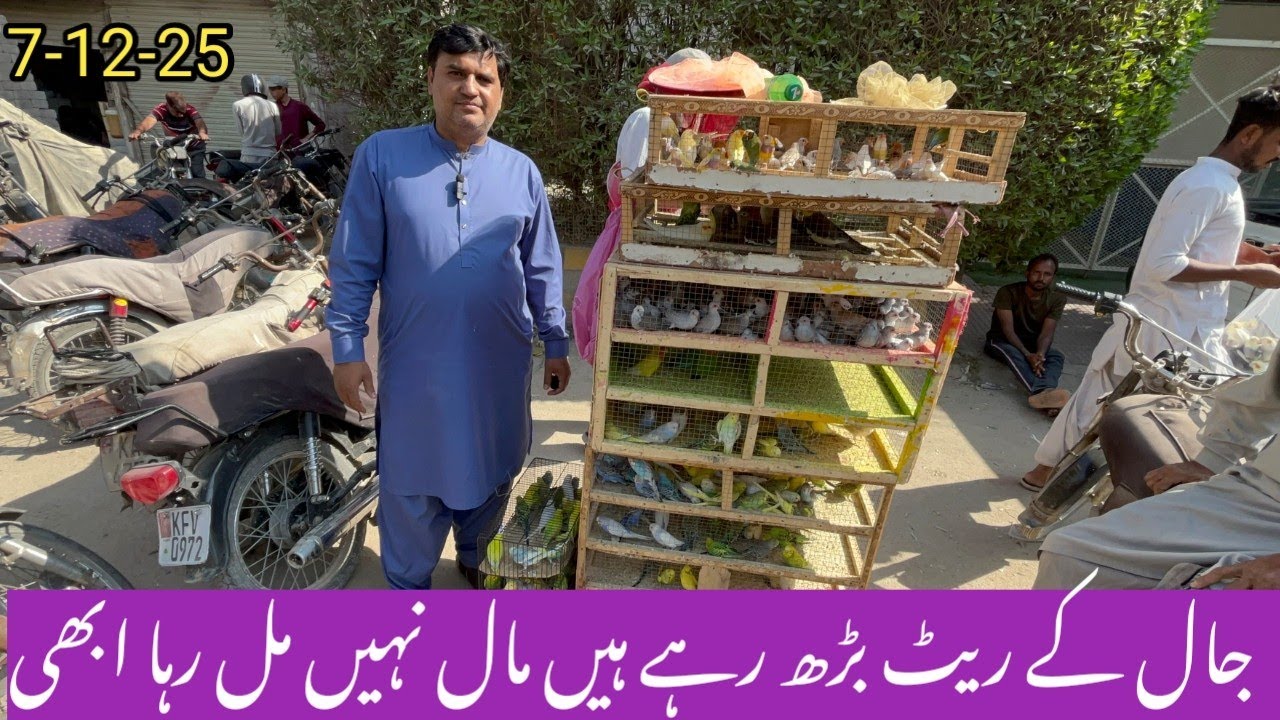 Birds Market Lalukhet Sunday Video Jaal Latest Update 7-12-25 