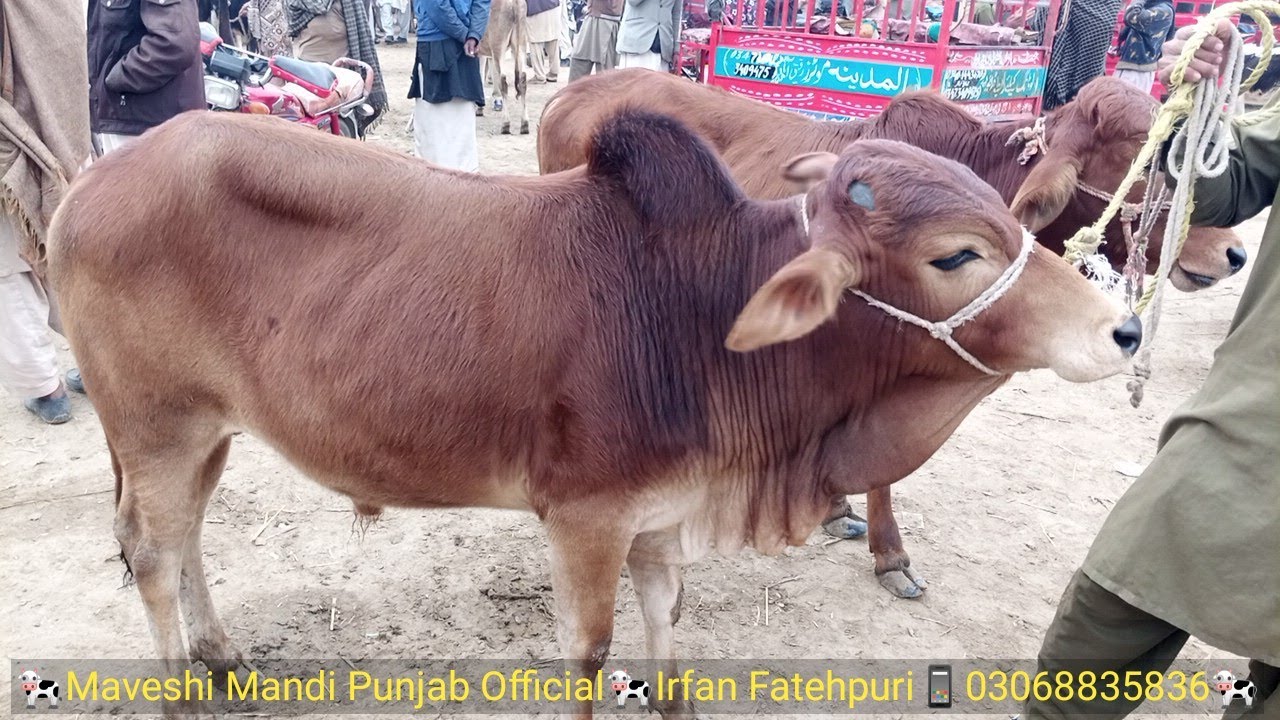 Sahiwal Bull For Sale in Pakistan - Sahiwal Bull Price in Pakistan - Sahiwal Bull Price Update2022