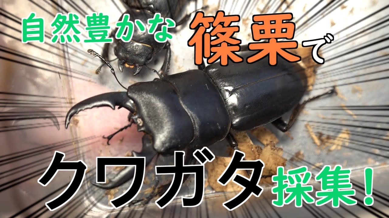 篠栗町 自然ゆたかな篠栗町でクワガタ採集【福岡県・粕屋郡・篠栗町】