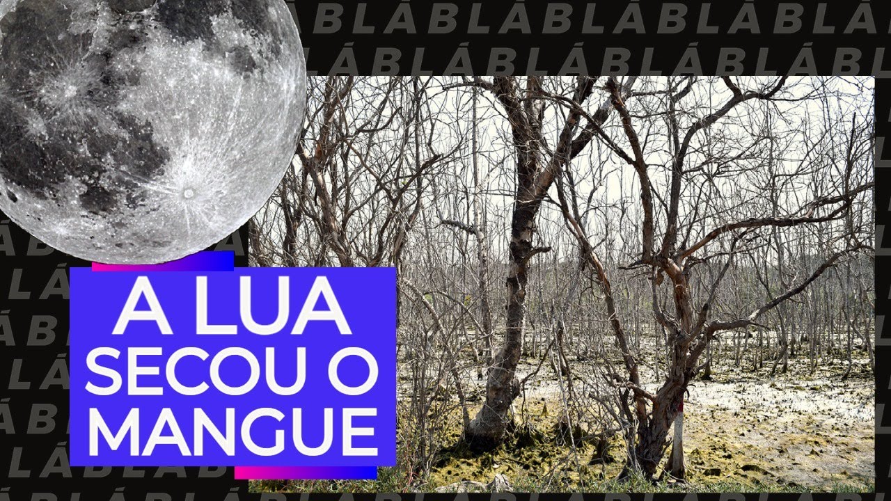 Como a LUA matou o mangue?