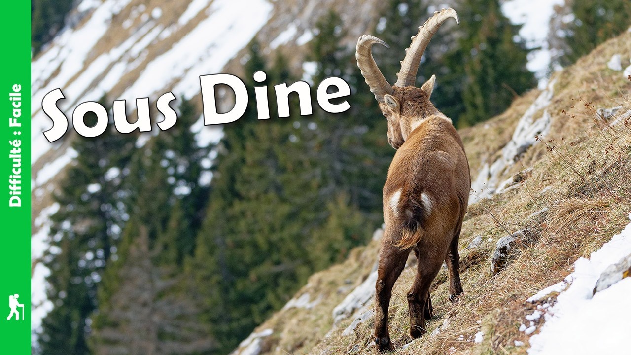 Bouquetins &agrave; Sous Dine