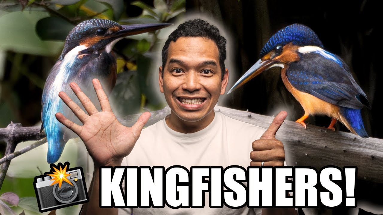 I Spent 6 Days in Pasir Ris Park to Photograph the Kingfisher | Singapore Birding Blog