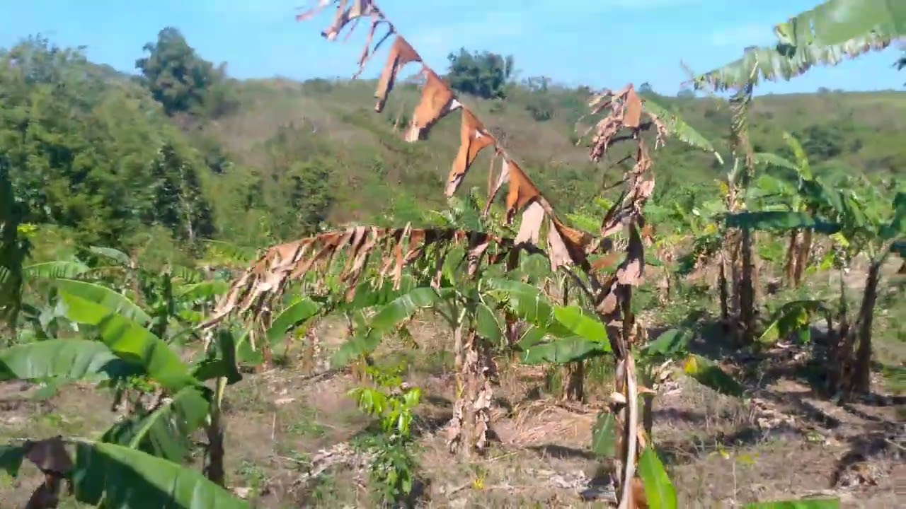 TIGANG NA ANG AMING SAGINGAN