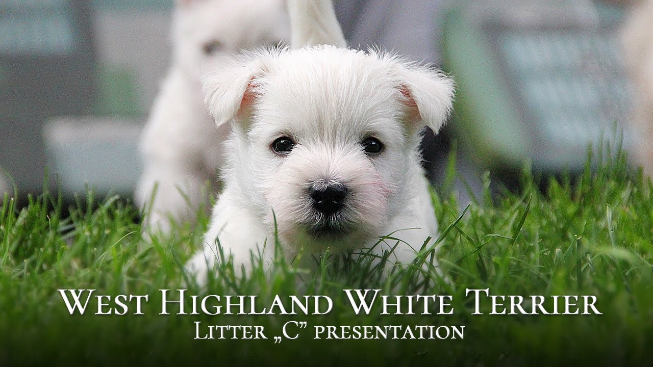 Szczeniaki rasy West Highland White Terrier - Miot 