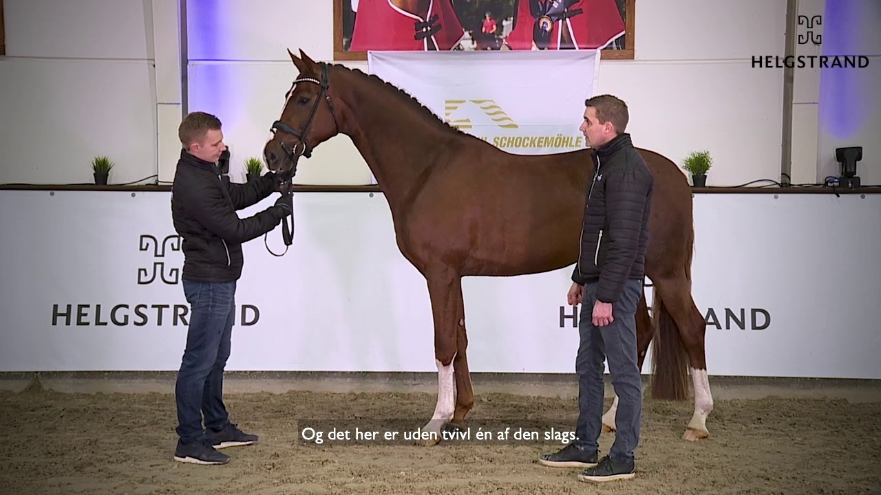 Lordswood Bernstein LS by Bonds / Quaterback - stallion born 2018 DK