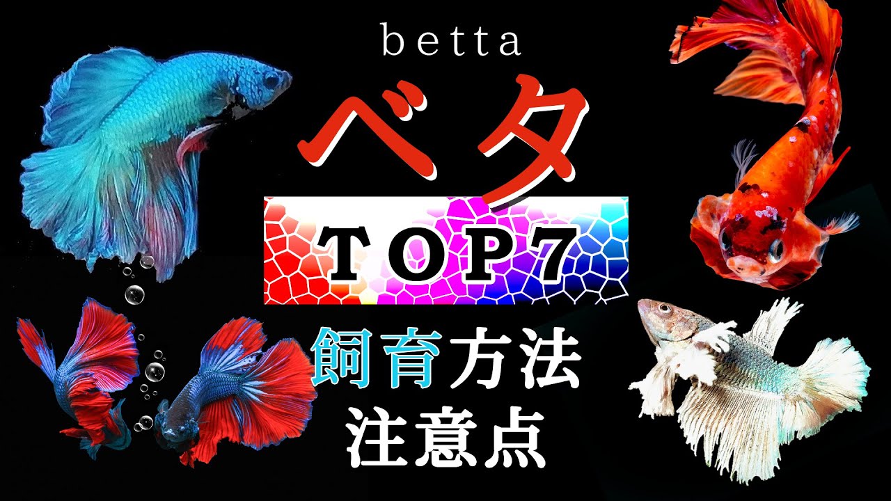 人気のベタTOP7！飼育方法と注意点をプロが解説！