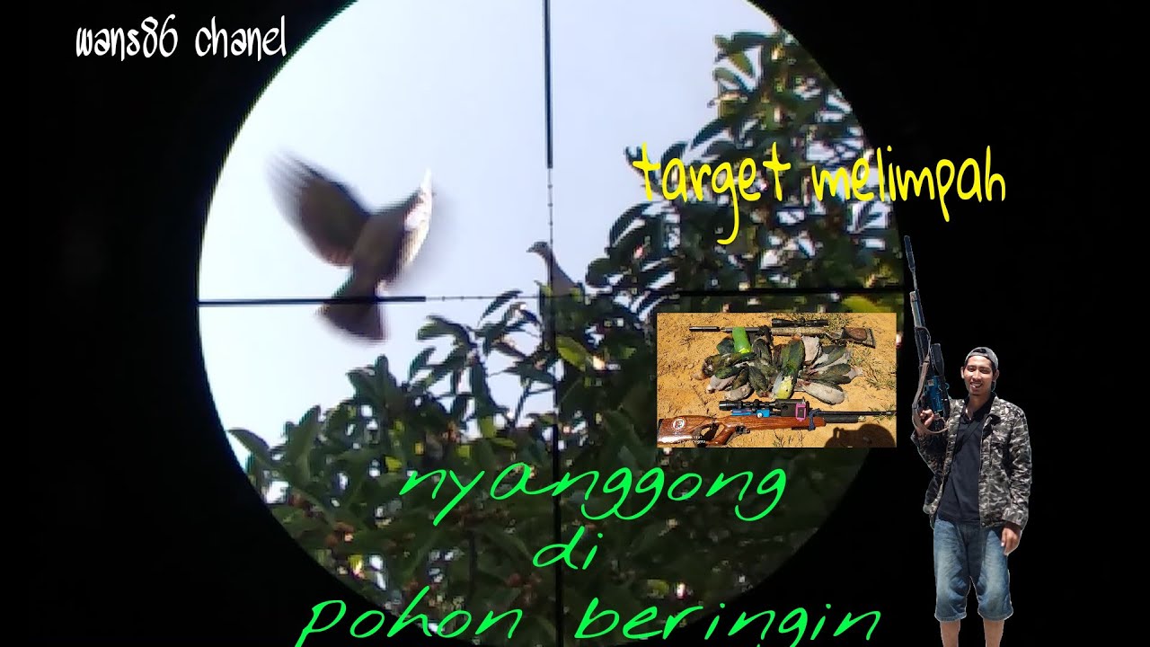 Green pigeon PERGAM HIJAU Dokumentasi berburu pergam hijau