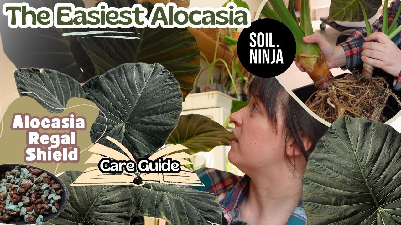 Alocasia Regal Shield Care Tips & Tricks + Repot 🌿Super EASY Plant!