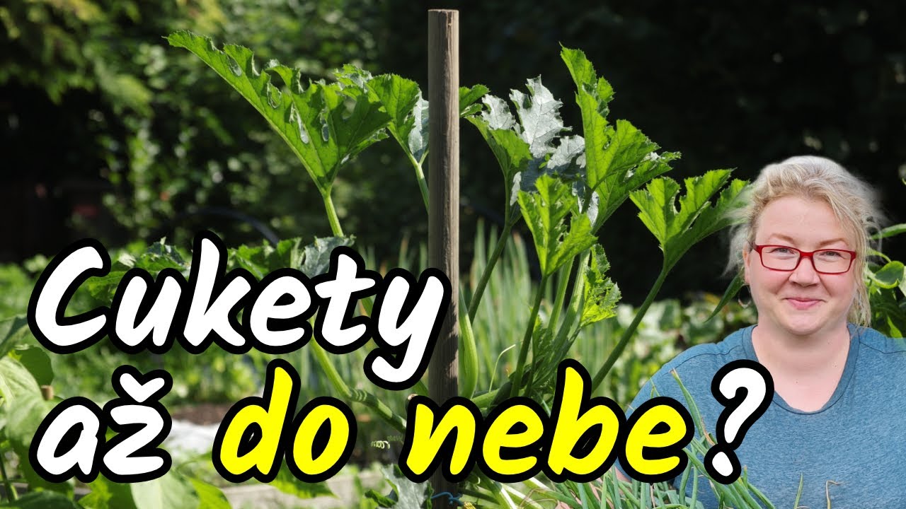 ☝️ Mohou CUKETY růst až DO NEBE?! 🤨 Pokud ano, na záhonku bude místo!  Vertikální pěstování cuket