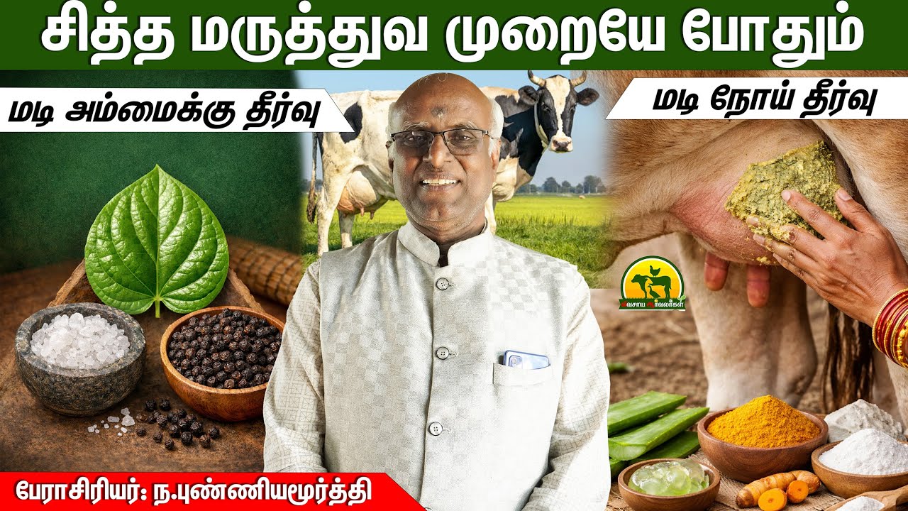 மாடு மடி அம்மை நோய், மடி நோய்க்கு இயற்கை முறை தீர்வு | Dairy Farming Tamil | vivasaya arvalargal