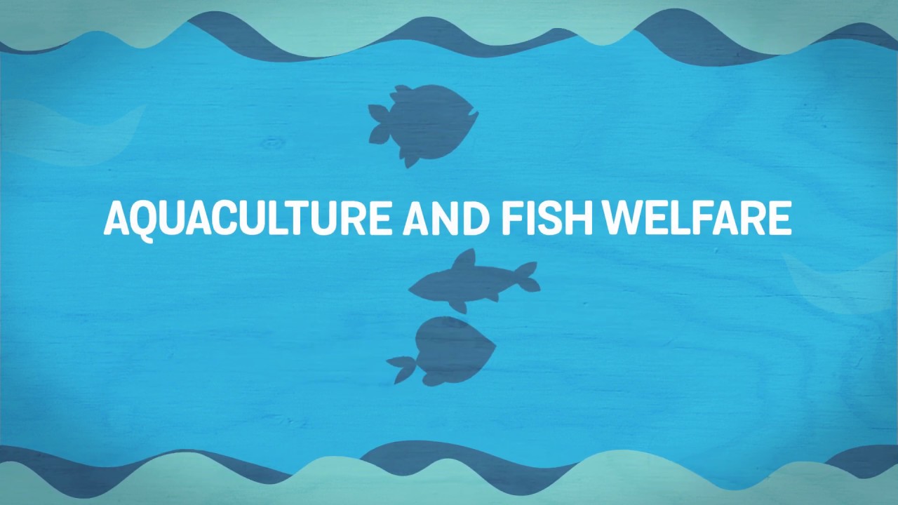 Aquaculture and fish welfare