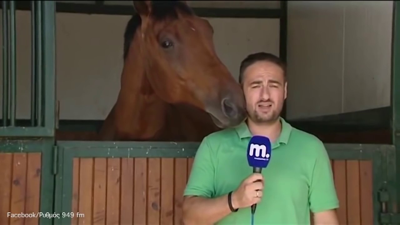 A Greek Reporter Getting Interrupted By A Horse
