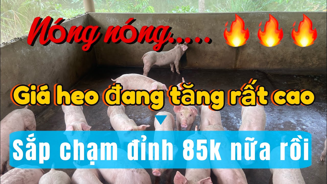 Giá heo sắp chạm đỉnh 85k có nên nhập heo giống lúc này không #giaheohomnay #heohoi #giaheo24h #pig 