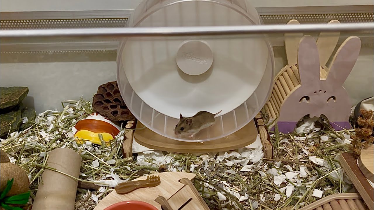 Chinese hamster Ina exploring her first enclosure setup! ❤️