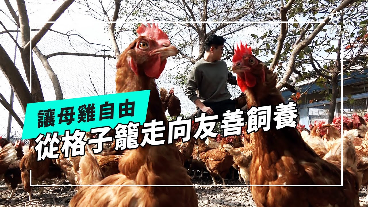 讓母雞自由｜從格子籠走向友善飼養(我們的島 第1244集 2024-02-26)