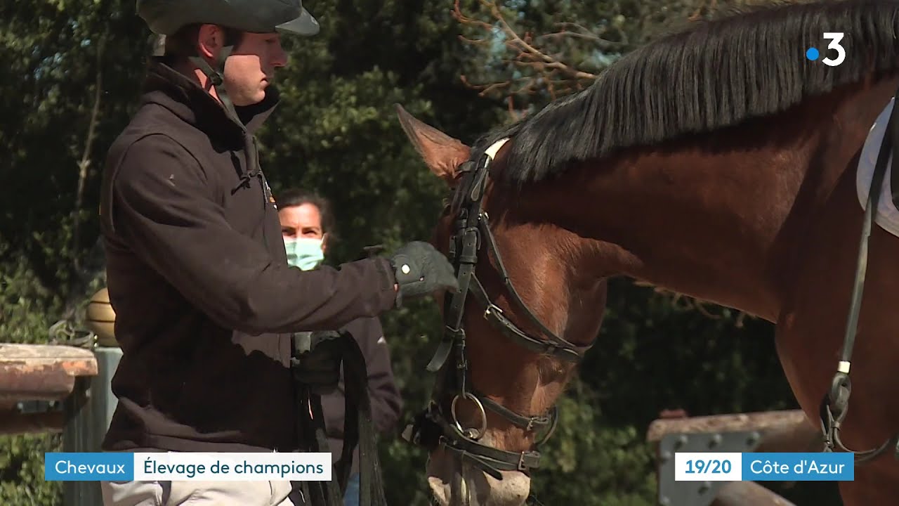 Les &eacute;curies Massa aux Arc-sur-Argens : deuxi&egrave;me meilleur &eacute;levage au monde