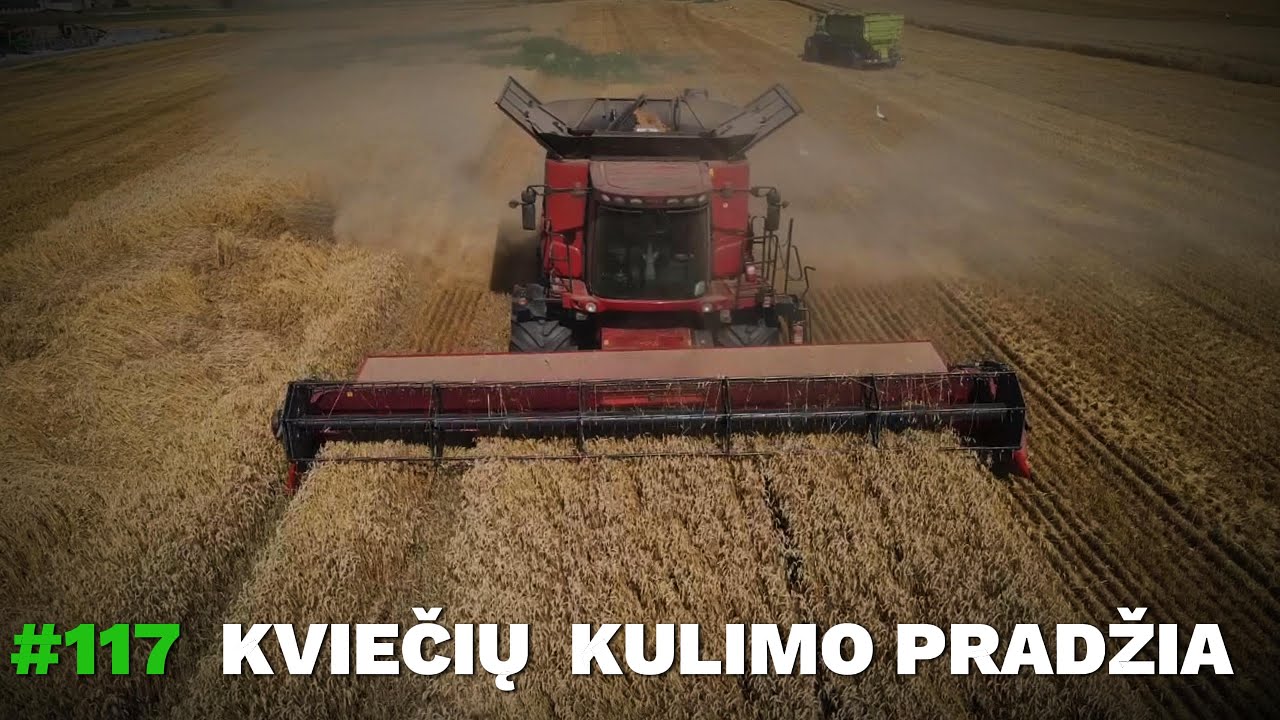 #117 Kviečių derlius: geras startas ir drono vaizdai