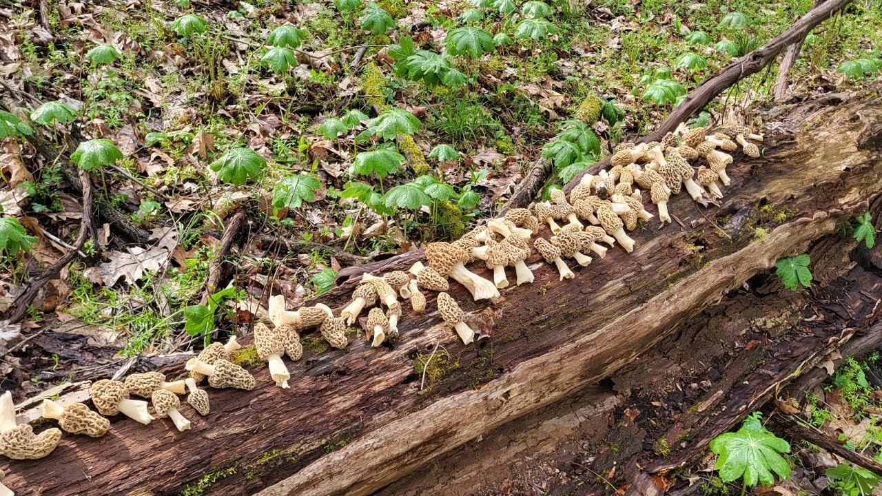 Awesome morel mushroom hunt and how to find morels