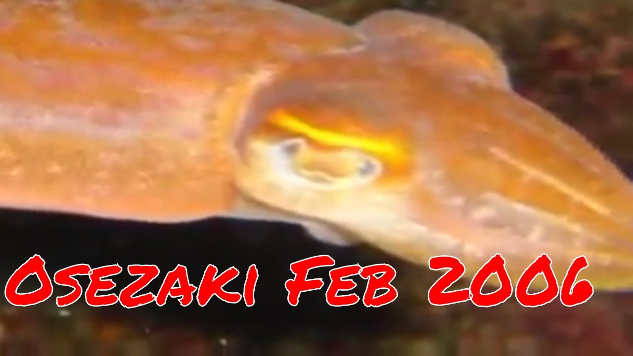 Osezaki Feb 2006 - Discovery Divers Tokyo