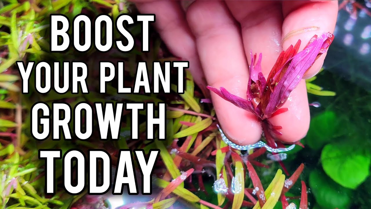 7 недооценённых приёмов выращивания здоровых аквариумных растений