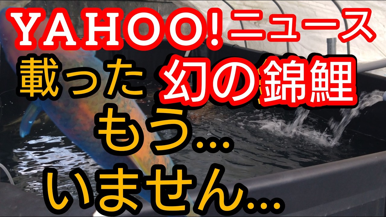 ヤフーニュース載った、錦鯉はもういません…　#錦鯉 　#アクアリウム　# koi　#ヤフーニュース