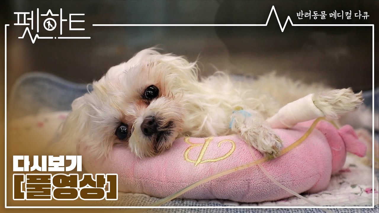 [Full] 펫하트 - 1화
