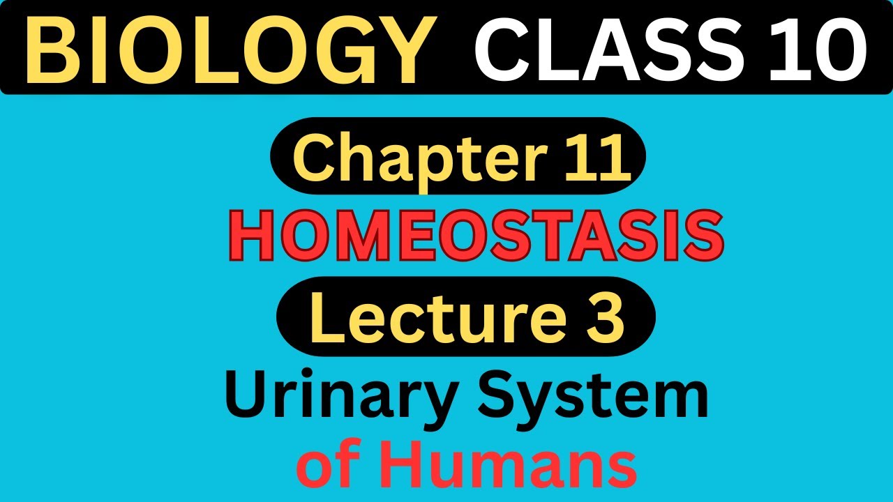Urinary System of Humans | Class 10 Biology | Chapter 11 Homeostasis - Lecture 3