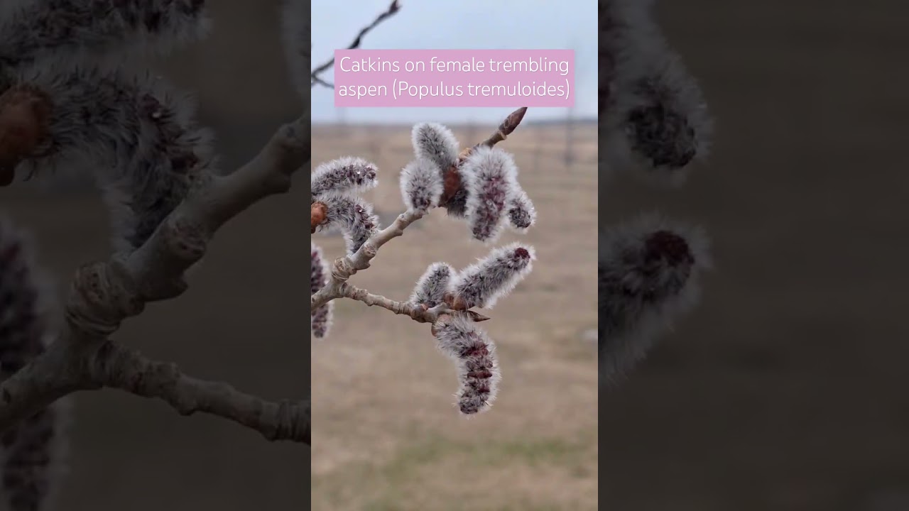 Catkins on Female Trembling Aspen (Populus tremuloides)
