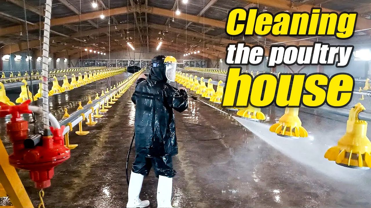 Подготовка птичника: руководство по генеральной очистке, обслуживанию оборудования и дезинфекции