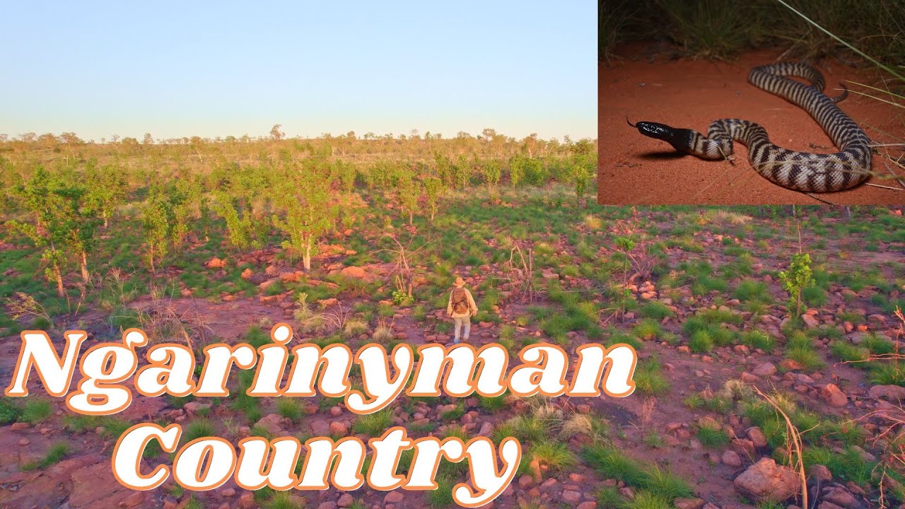Going for a walk on Ngarinyman country!