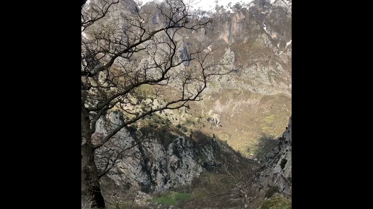 Cabras mantrinas.