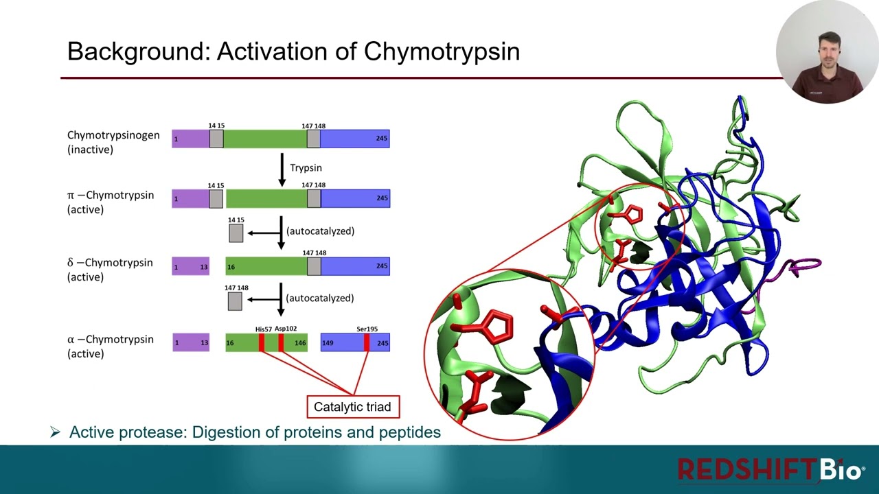Behind the App Note -  How structure relates to enzyme activity: &alpha;-Chymotrypsin vs Chymotrypsinogen