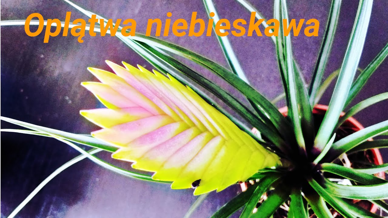 Oplątwa niebieskawa cz.1
