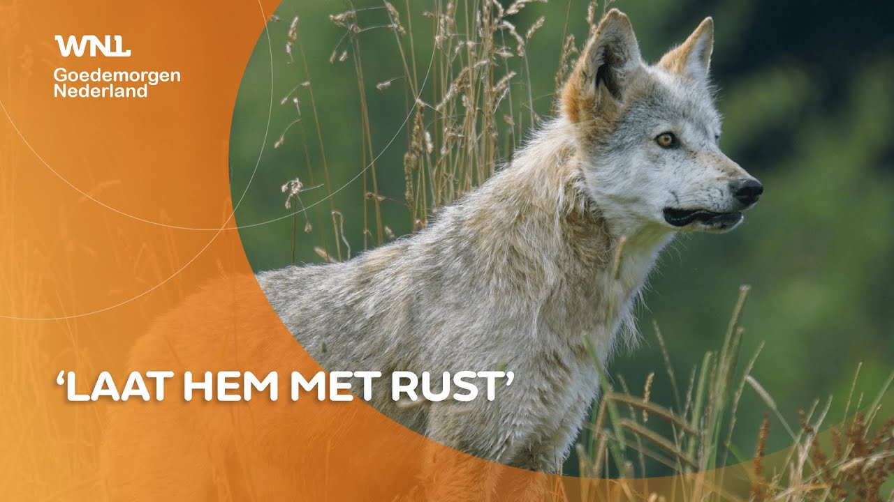 Afschieten of met rust laten? Wolf Bram legt verdeeldheid in Nederland bloot
