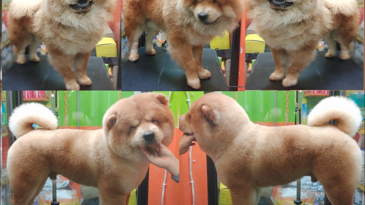 chow chow Bear cut