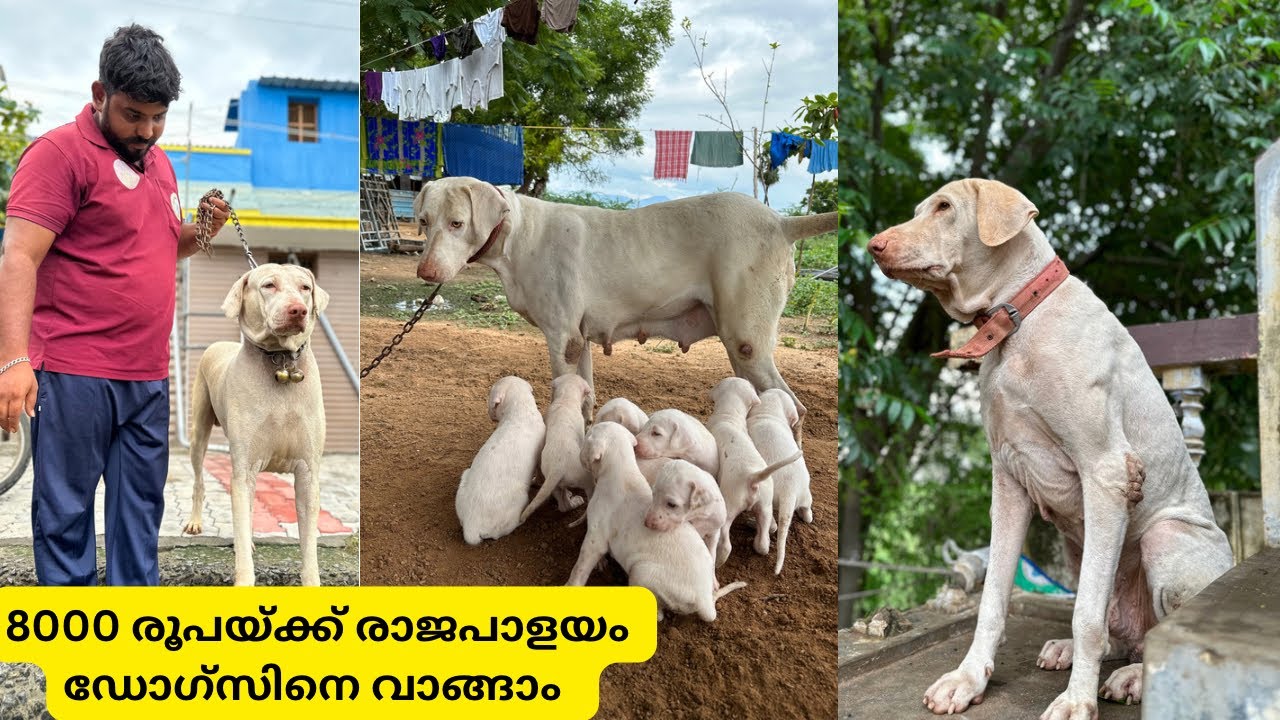 8000 രൂപയ്ക്ക് രാജപാളയം നായക്കുട്ടിയെ വാങ്ങാം|Low price rajapalayam dog puppy|Hound Dogs