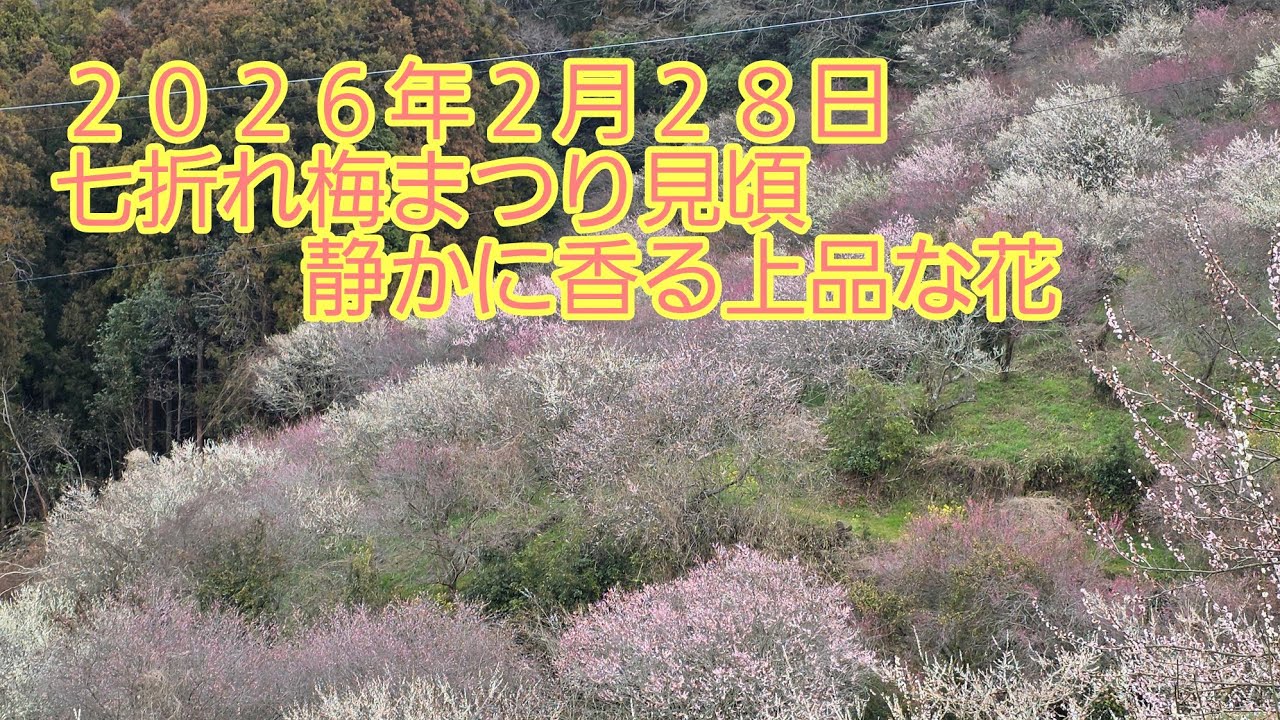 今が見頃！梅まつり本番🌸