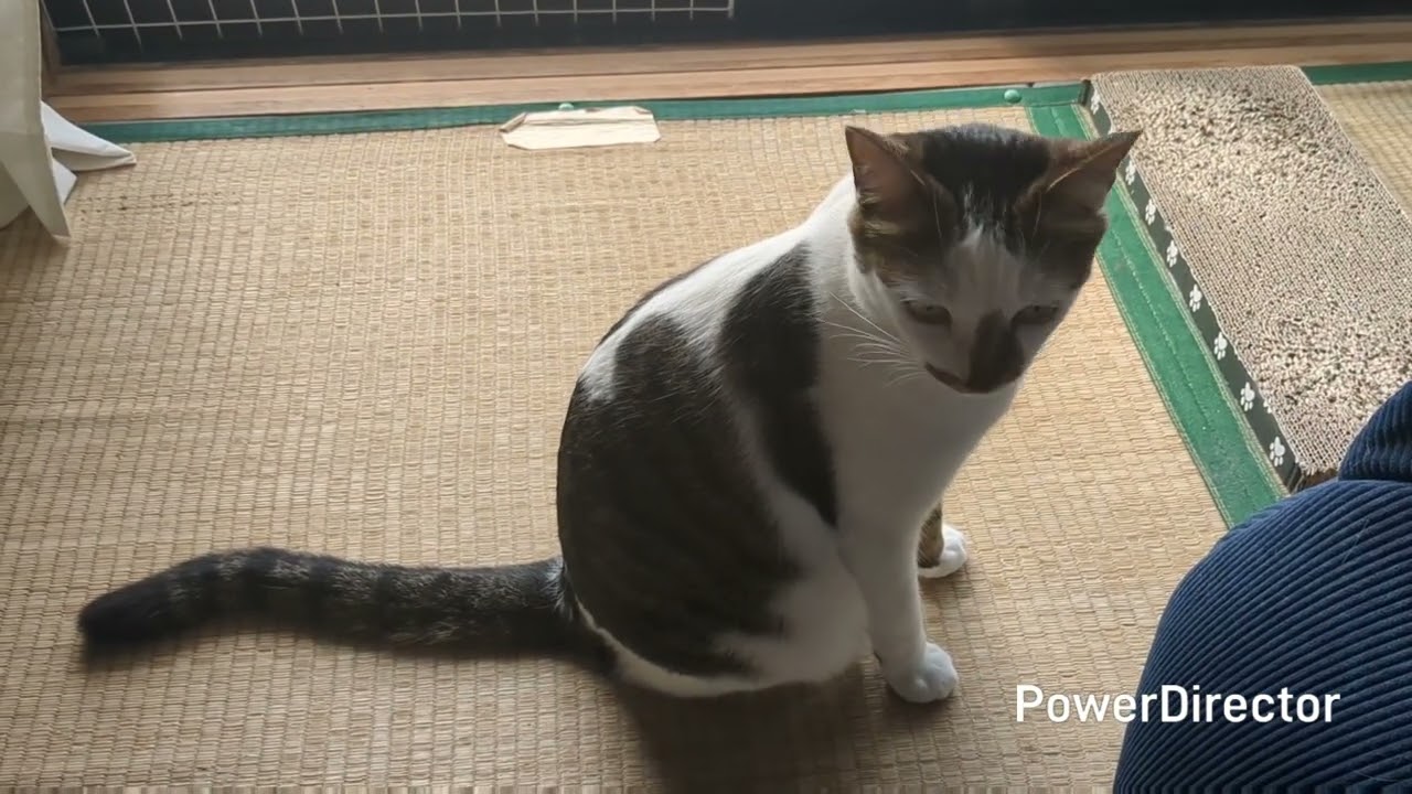 寝床から出てきたニャア
