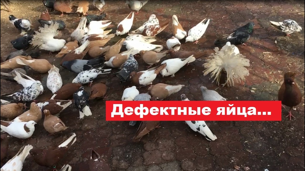 Голубка несёт яйца с дефектом. Причина?