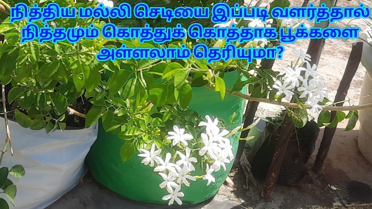 நித்திய மல்லி செடியை இப்படி வளர்த்தால் நித்தமும் கொத்துக் கொத்தாக பூக்களை அள்ளலாம் தெரியுமா?