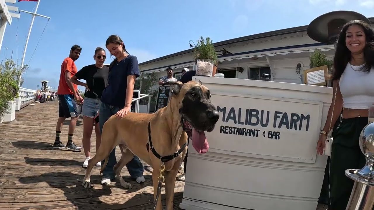 Cash 2.0 Great Dane meeting new people in Malibu 34