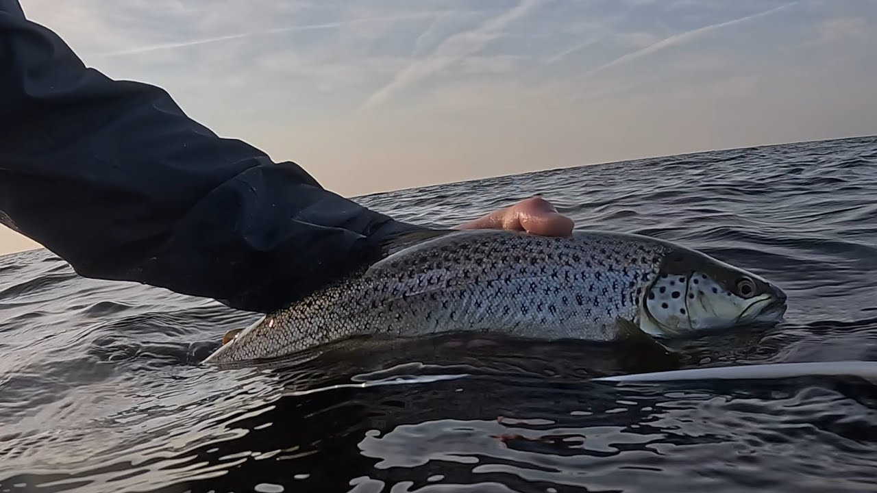Havsöring på fluga - September öringar