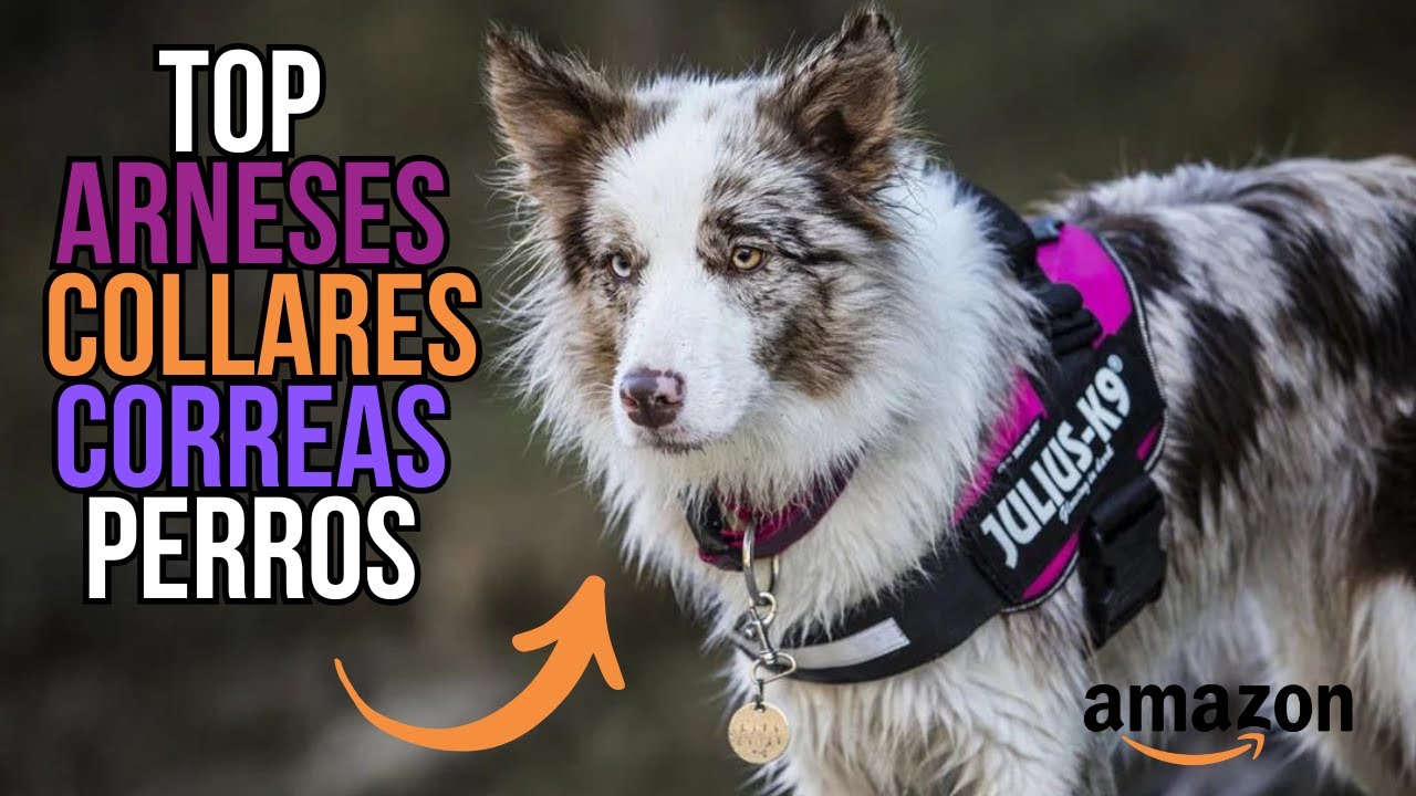Los MEJORES ARNESES, COLLARES y CORREAS para perros en AMAZON